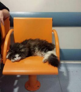 Arthur, il gatto che conforta le persone nella sala d’attesa dell’ospedale