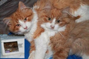 Cash e Tango, i due gattini abbandonati al gelo