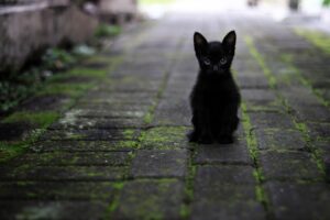 Zeytin : la gattina che aiuta il suo papà prima di un appuntamento