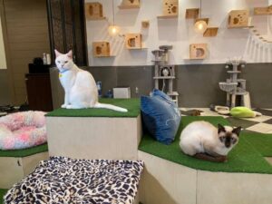 Cat café, il bar in cui puoi consumare in compagnia dei gatti