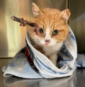 Cupido, il gatto trovato con una freccia conficcata in testa