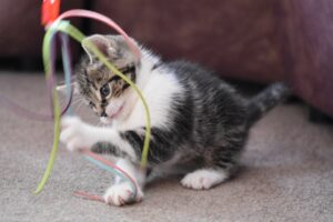 Un uomo crea un percorso con un treno in miniatura: l’apparizione dei suoi gatti è davvero bellissima