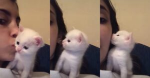 Gattina imita la sua umana e ricambia il bacio (VIDEO)