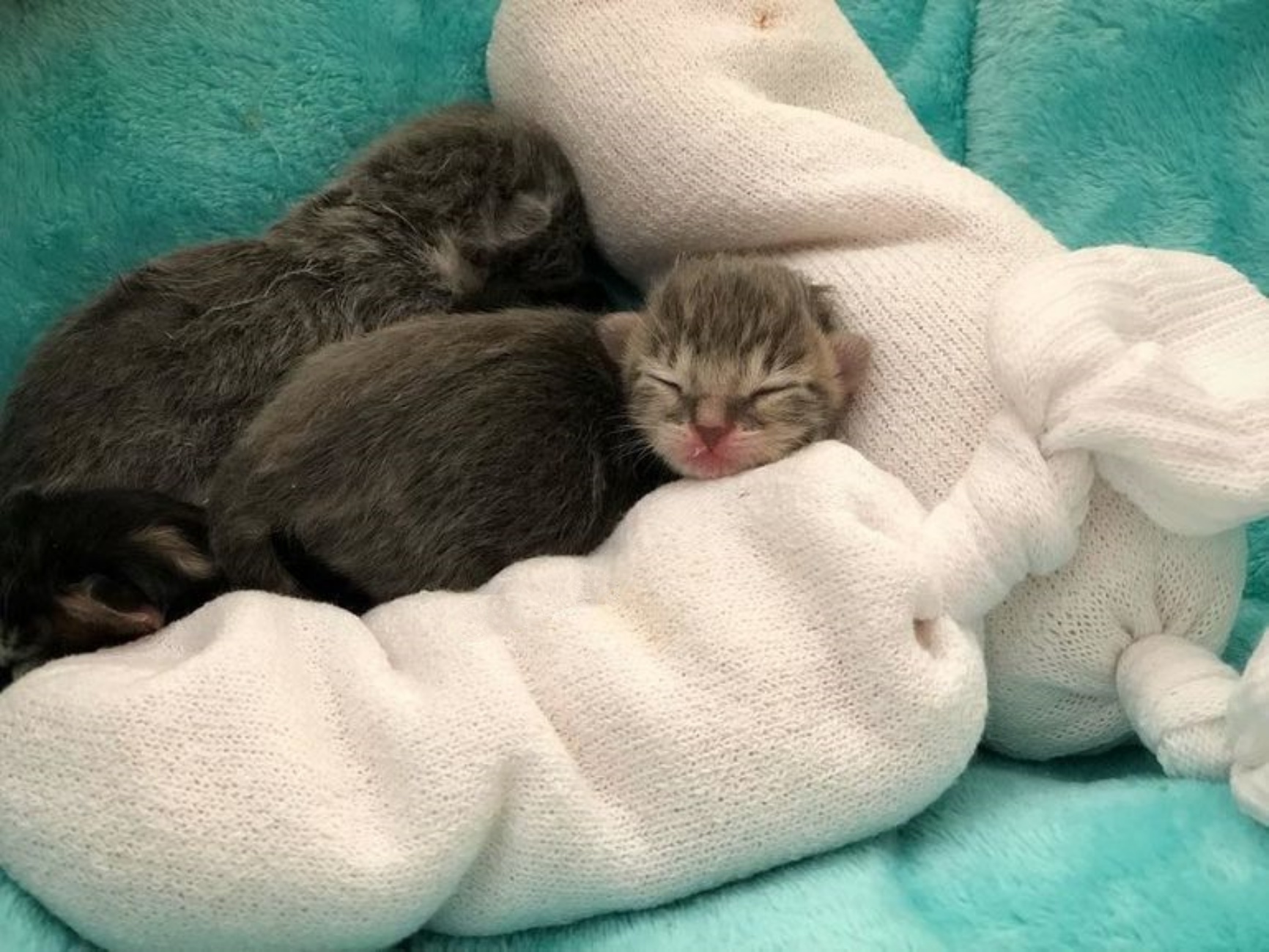 Котеночек новорожденный