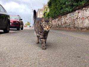 George, il gatto che ama esplorare il mondo