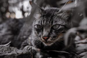 Il gatto Shadow: storia del salvataggio