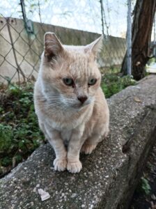 Nocciolino, il gatto anziano che vive in una scatola, cerca una famiglia