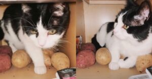 Nugget, il gatto che non riesce a stare lontano dal pensile con le patate dentro