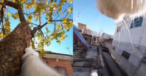 Vita segreta di un gatto avventuroso svelata da una telecamera (VIDEO)