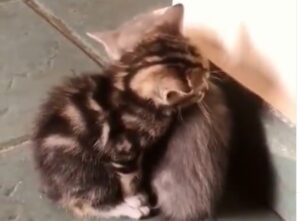 Cuccioli di gattini cercano conforto reciproco e si abbracciano (VIDEO)