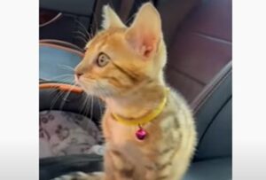 Dolcissima gattina del Bengala osserva meravigliata il lavaggio dell’auto (VIDEO)