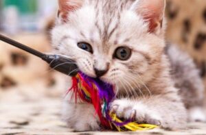 Un dolcissimo gattino domestico gioca da solo ma si diverte tantissimo (VIDEO)