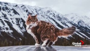 La gattina Molly è la testimonial di Calgary del calendario 2022