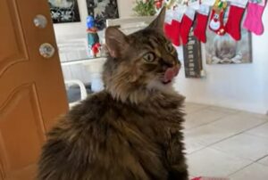 La gattina Peluche ha un modo troppo dolce di chiedere le carezze (VIDEO)