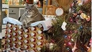 Il gattino Fatman adora il Natale per un motivo un po’ bizzarro (VIDEO)