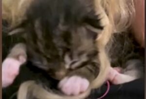 Il gattino Mat ha una nuova famiglia e ha aperto il cuore del suo attuale papà umano (VIDEO)