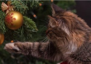 Il gattino Rusty ha dato il via alle festività natalizie, facendo cadere l’albero (VIDEO)