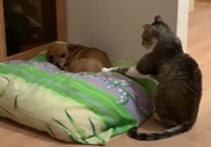 Gattino cerca di ottenere le attenzioni del fratellino cane, ma con scarso successo (VIDEO)