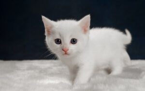 Un gattino cucciolo bianco gioca a nascondino con il papà umano (VIDEO)