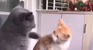 Gattino disturba un pesciolino e l’altro gatto lo rimprovera (VIDEO)