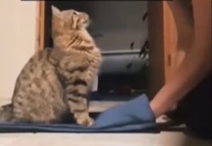 Un gattino dolcissimo cerca le attenzioni della sua mamma umana (VIDEO)