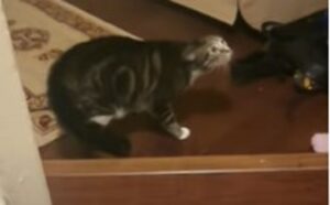 Un gattino domestico si spaventa delle orecchie finte della sua mamma (VIDEO)