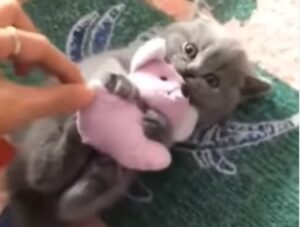 Gattino grigio abbraccia il suo peluche preferito (VIDEO)