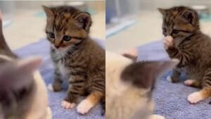 Il piccolo gattino impara a lavarsi osservando e copiando i gesti della mamma