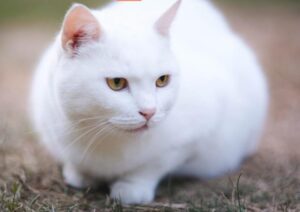 Gattino in pericolo viene prontamente salvato dal suo papà umano (VIDEO)