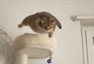 Un gattino obeso salta dal suo tiragraffi, ma il salto non riesce come previsto (VIDEO)