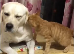 Un gattino rosso disturba suo fratello cane, un bellissimo Labrador Retriever