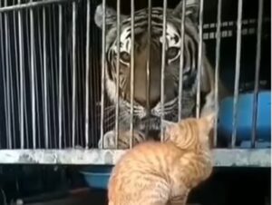 Un gattino spaventa una tigre per il solo gusto di farlo (VIDEO)