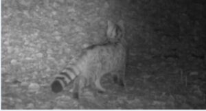 Gatto selvatico avvistato in Trentino