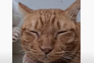 Un gatto grande costringe il gattino piccolo di casa ad alzarsi dalla cuccia (VIDEO)