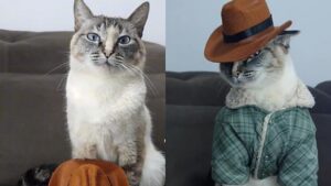 Gatto travestito da cowboy diventa famoso e batte i suoi colleghi felini