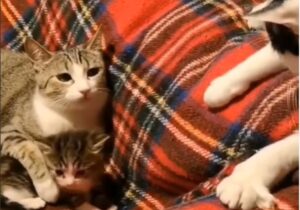 Mamma gatta si arrabbia perché l’altro gatto adulto disturba il suo cucciolo (VIDEO)