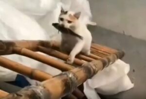 Mamma gattina porta un pesce al suo cucciolo che l’aspetta con ansia (VIDEO)