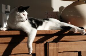 8 foto di gatti che non solo adorano il sole, ma lo venerano come se fosse una divinità