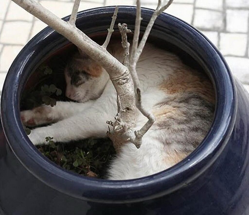 gatto calico vaso pianta