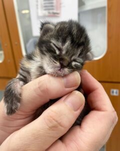 Bagel, la gattina che cresce lentamente