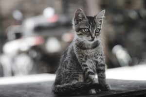 Gattino gioca teneramente con una guardia di sicurezza