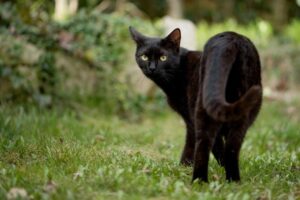 Gatta rimane bloccata dentro al cinema per giorni