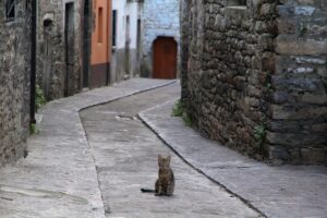 La gatta randagia viene mandata via dal negozio dove ha vissuto per dieci anni