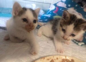 Jack e Jill, i gattini nati con una malformazione alle zampe