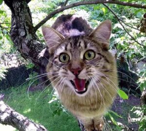 Kolb, l’uomo che salva i gatti bloccati sugli alberi