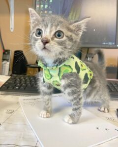 Leroy, il gattino nato con una malformazione al torace