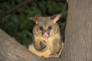 Sente dei rumori e pensa che siano i suoi gatti: trova un opossum