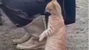 Gattino aspetta seduto e cerca l’attenzione dell’uomo seduto accanto a lui (VIDEO)