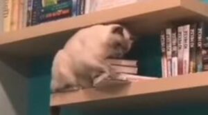 Gattino cerca attenzioni e lancia i libri sulla testa del proprietario (VIDEO)