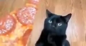 Un gattino nero domestico prega il proprietario per ottenere un pezzo di pizza (VIDEO)